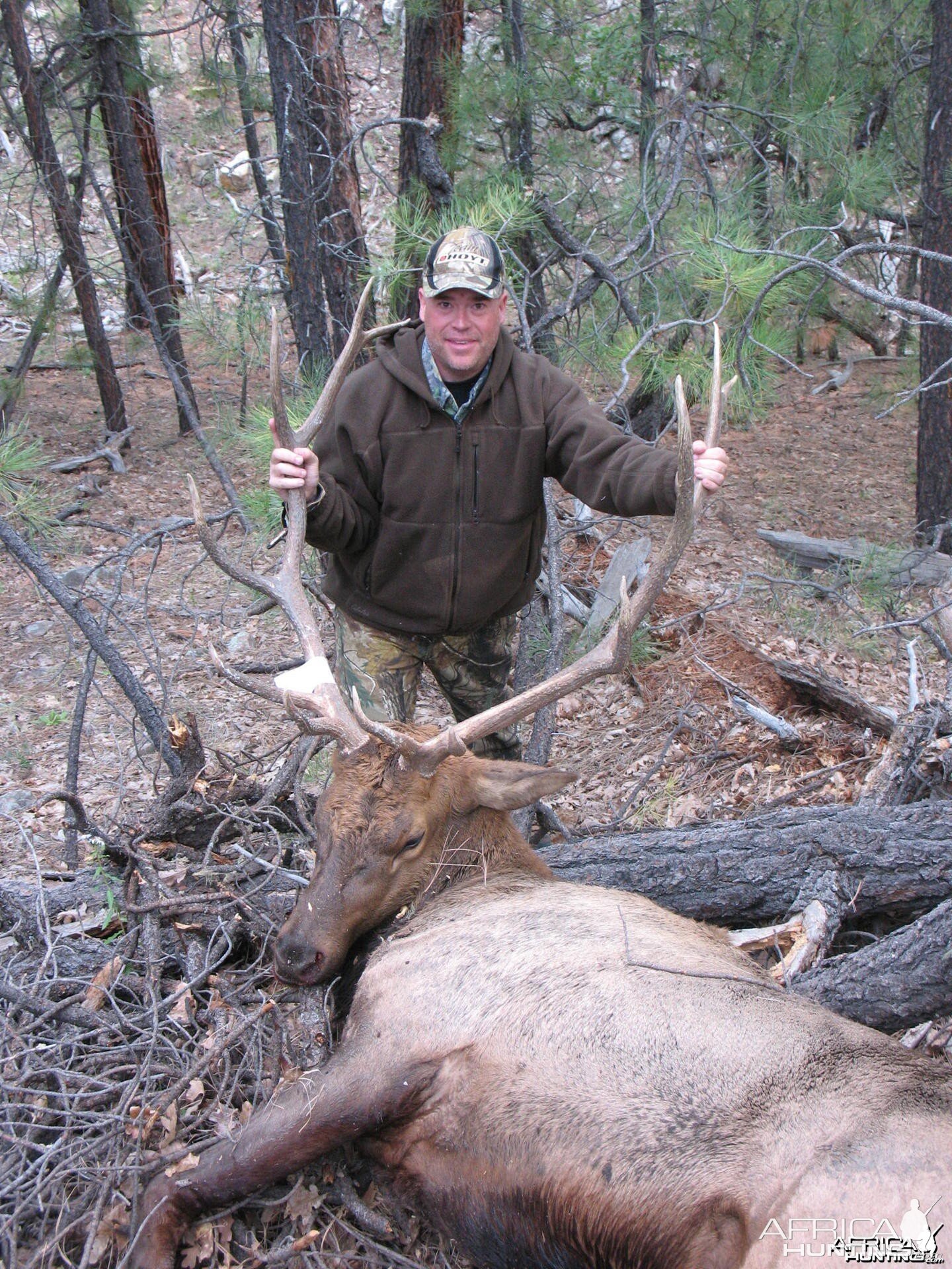 Bowhunting Elk