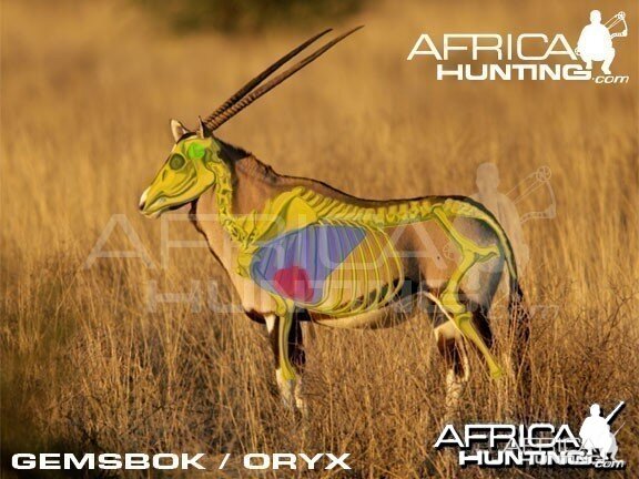 Bowhunting Gemsbok Shot Placement