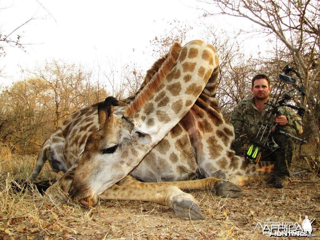 Bowhunting Giraffe in South Africa with Dalerwa Ventures for Wildlife