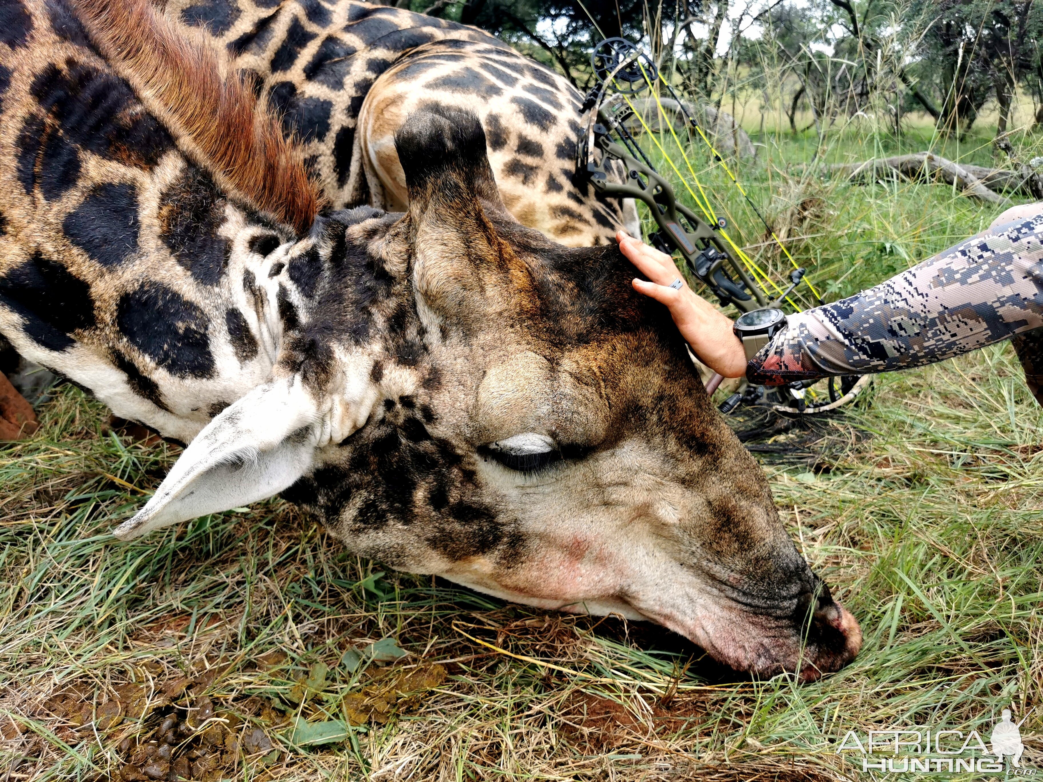 Bowhunting Giraffe South Africa