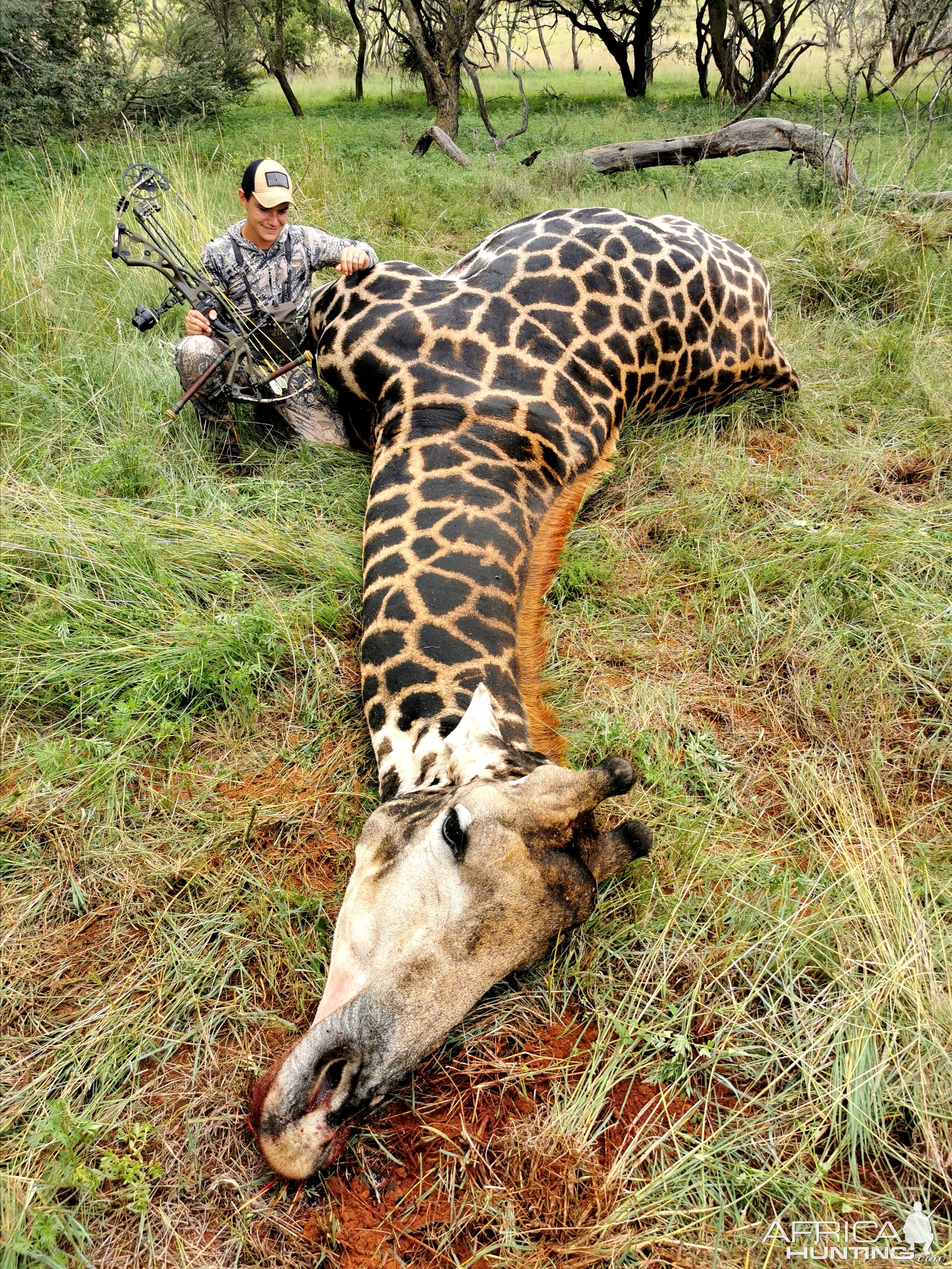 Bowhunting Giraffe South Africa