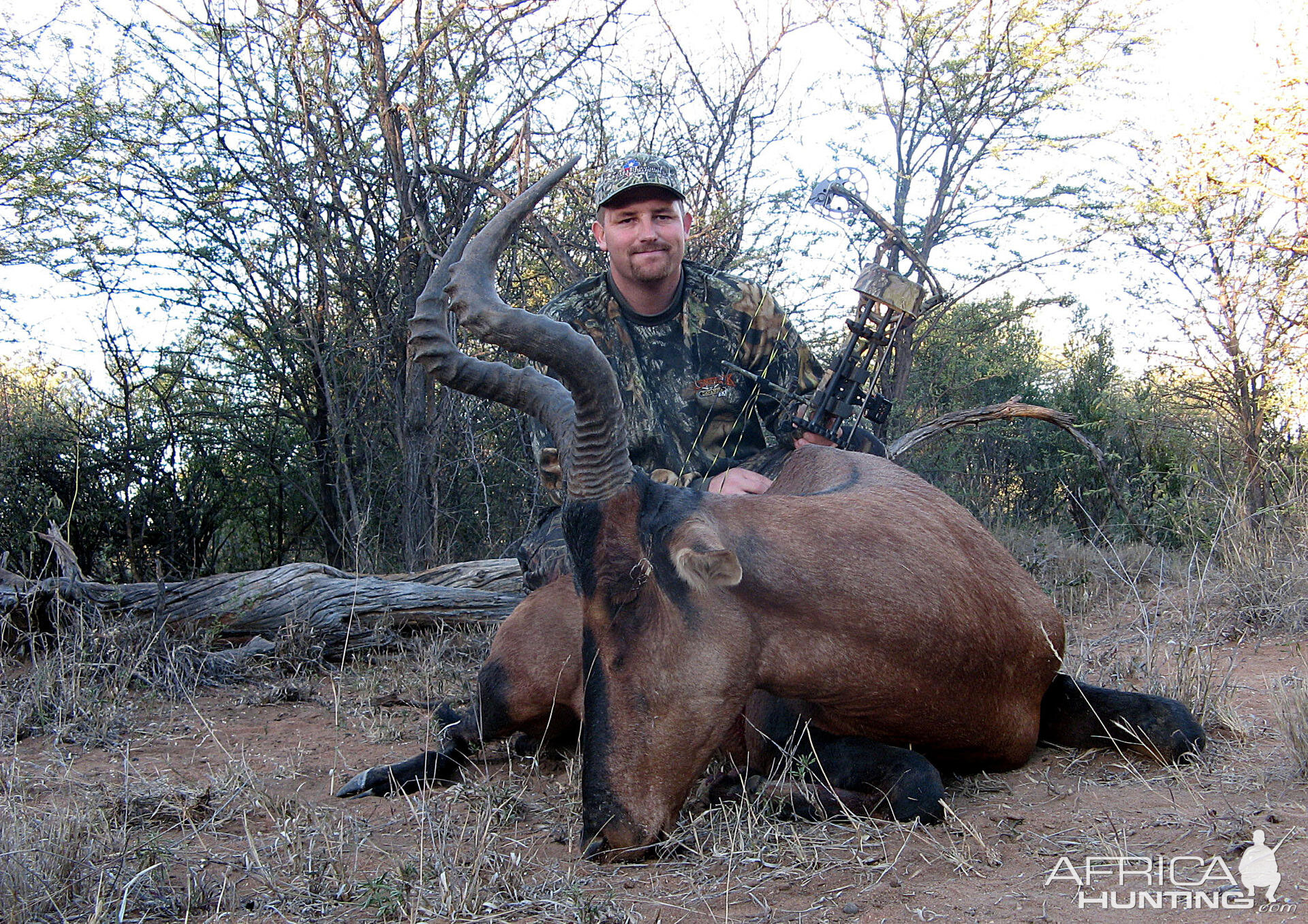 Bowhunting Hartebeest South Africa