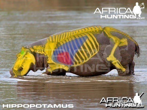 Bowhunting Hippopotamus Shot Placement