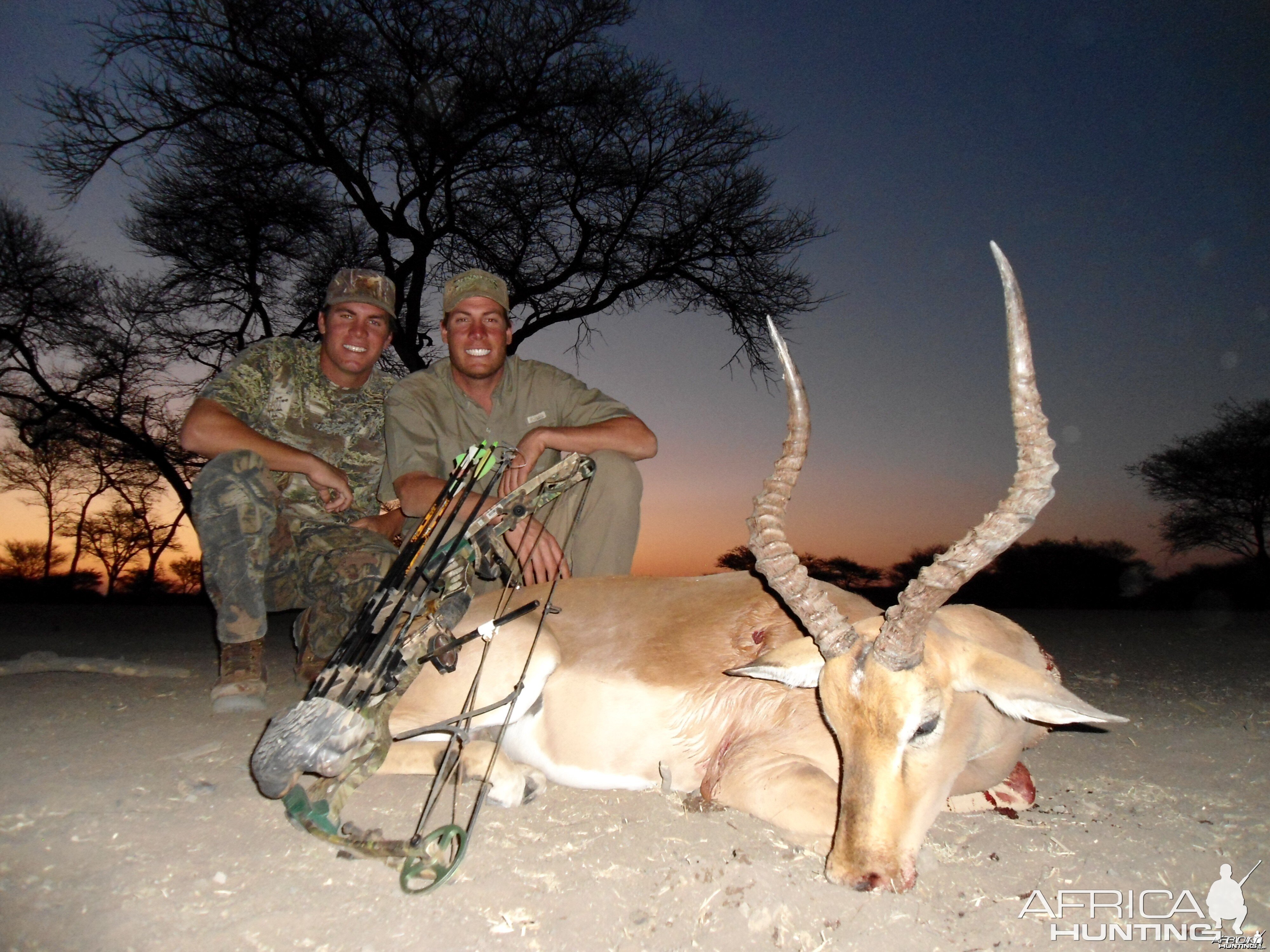 Bowhunting Impala in Namibia