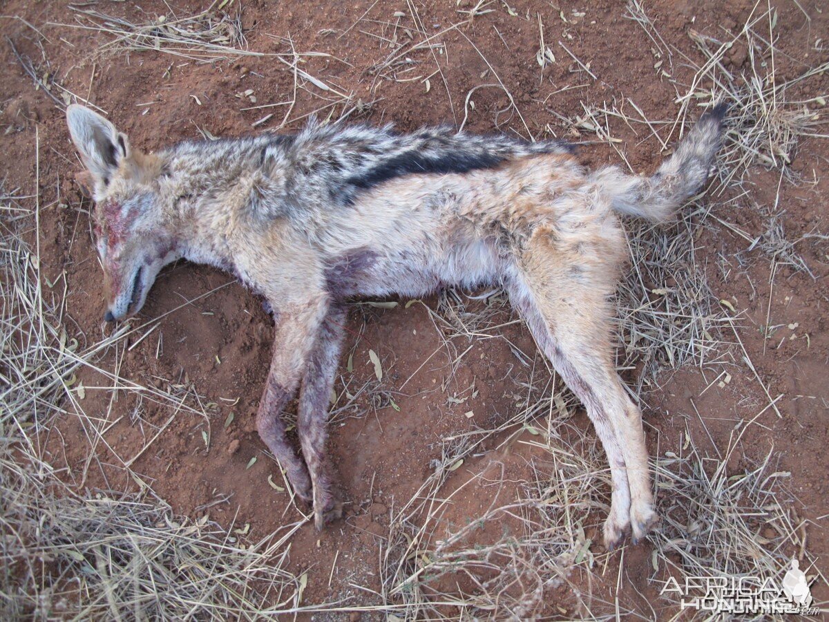 Bowhunting Jackal