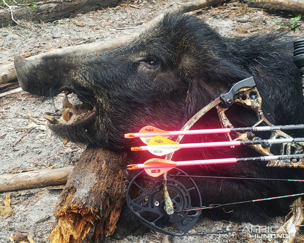 Bowhunting Pig Florida