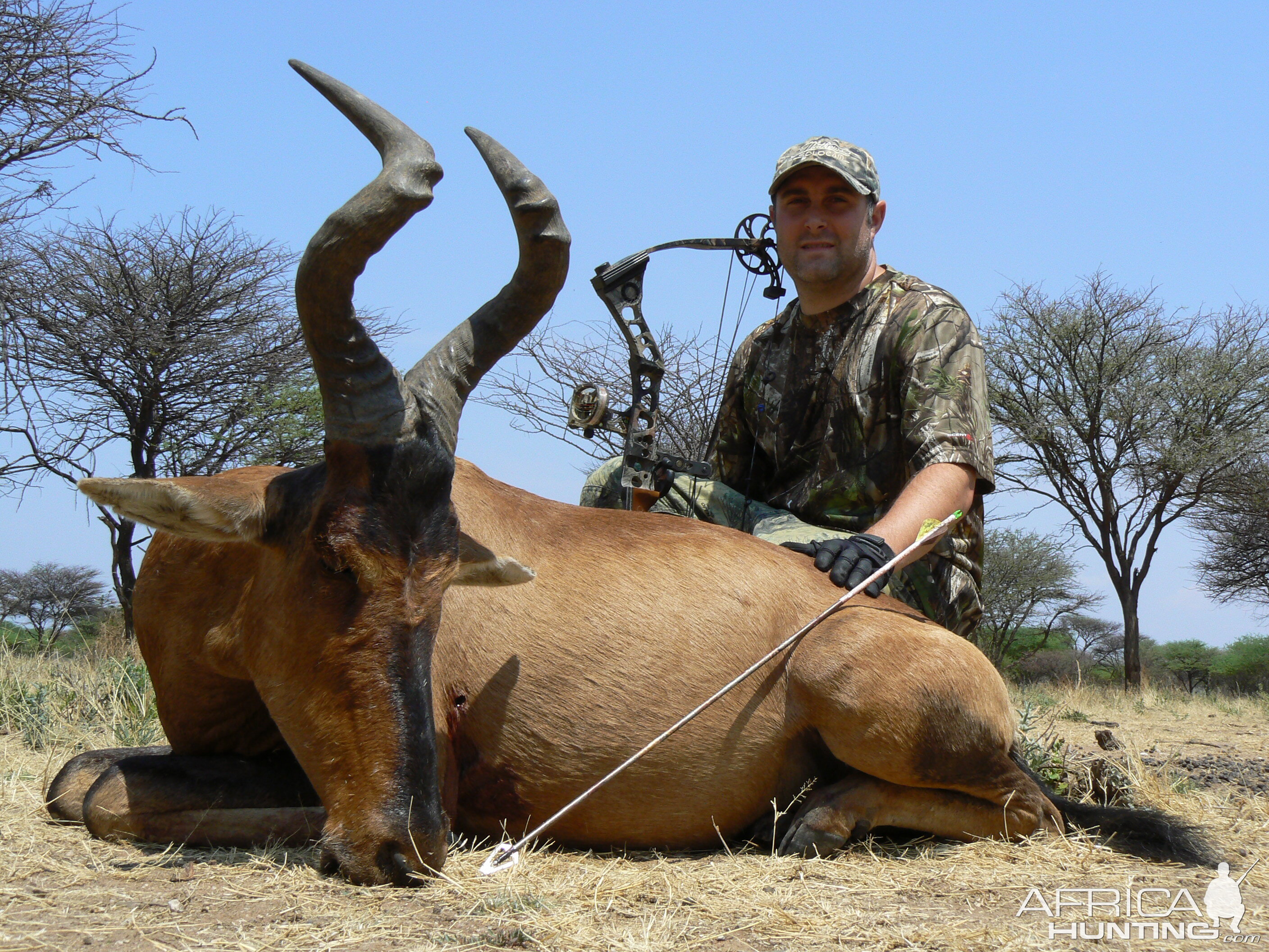 Bowhunting Red Hartebeest in Namibia