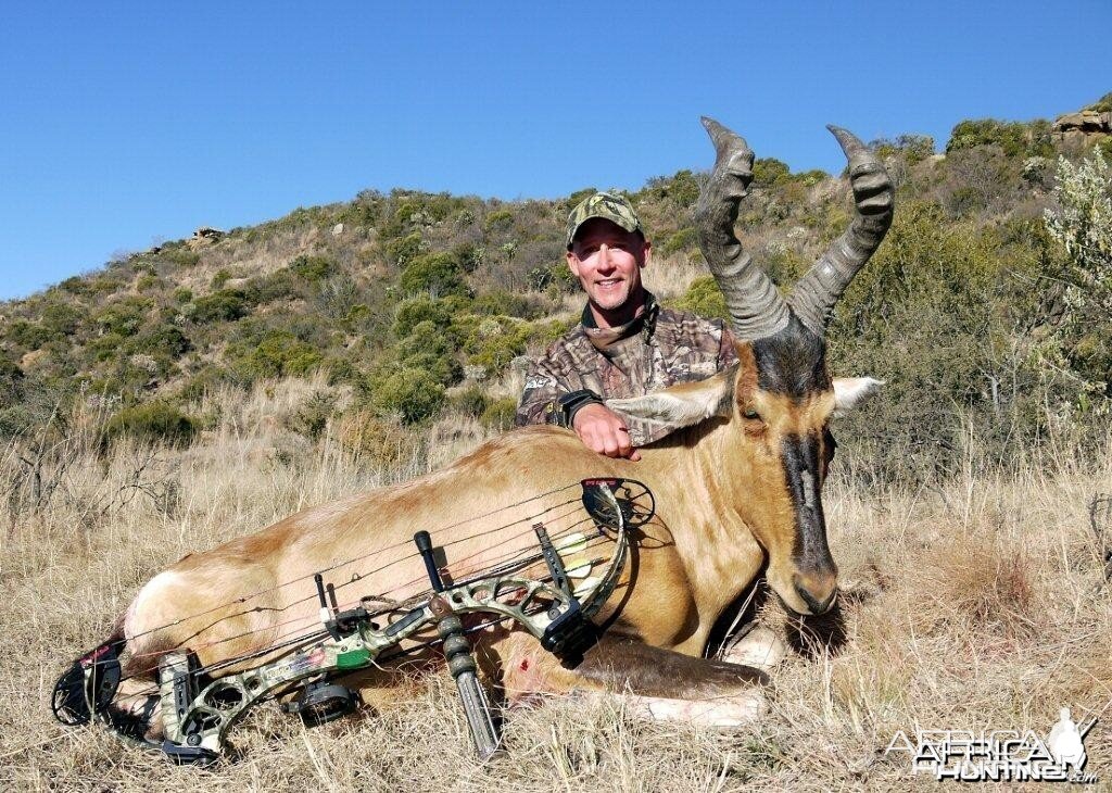 Bowhunting Red Hartebeest with Wintershoek Johnny Vivier Safaris in SA