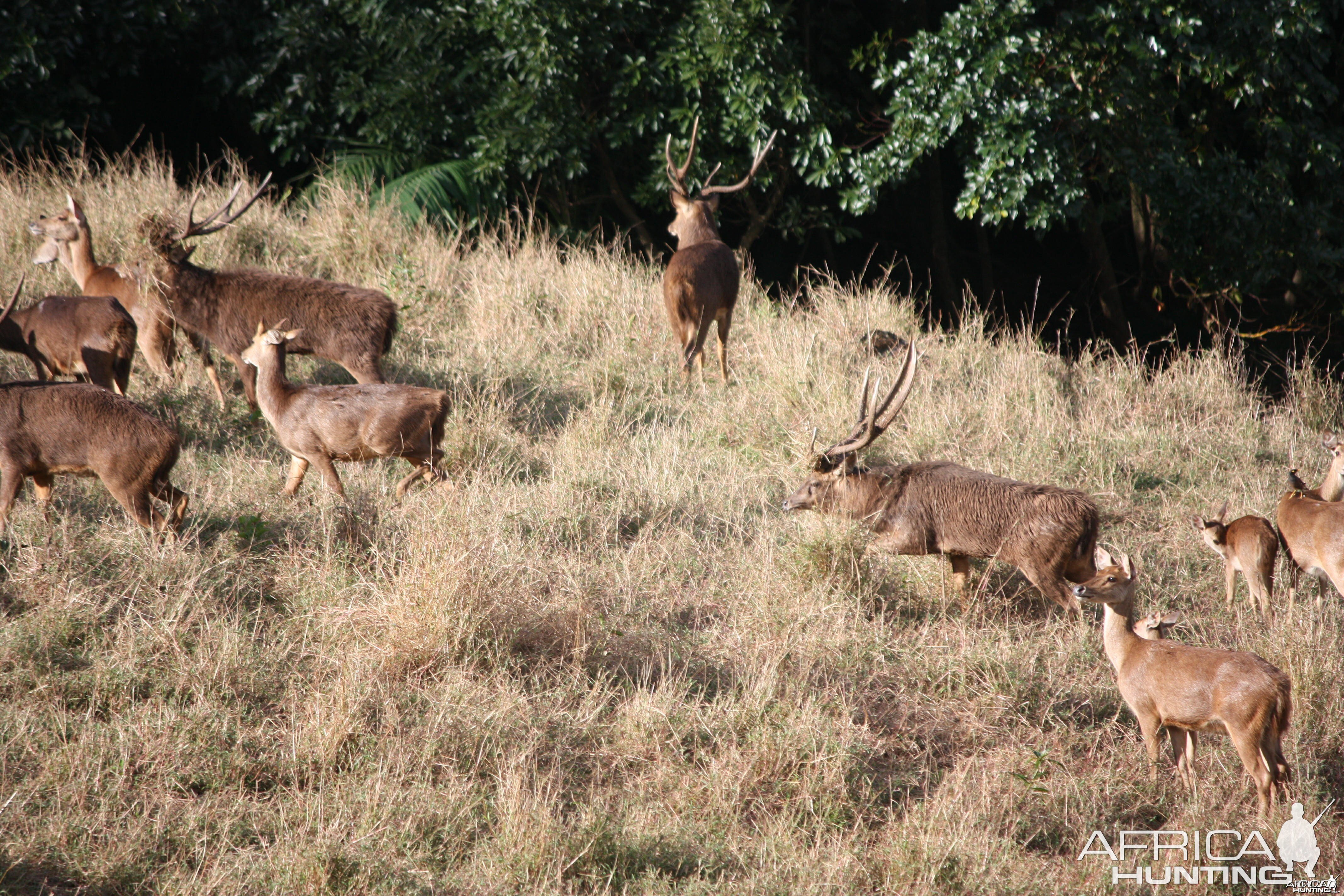 Bowhunting Rusa Deer in Mauritius