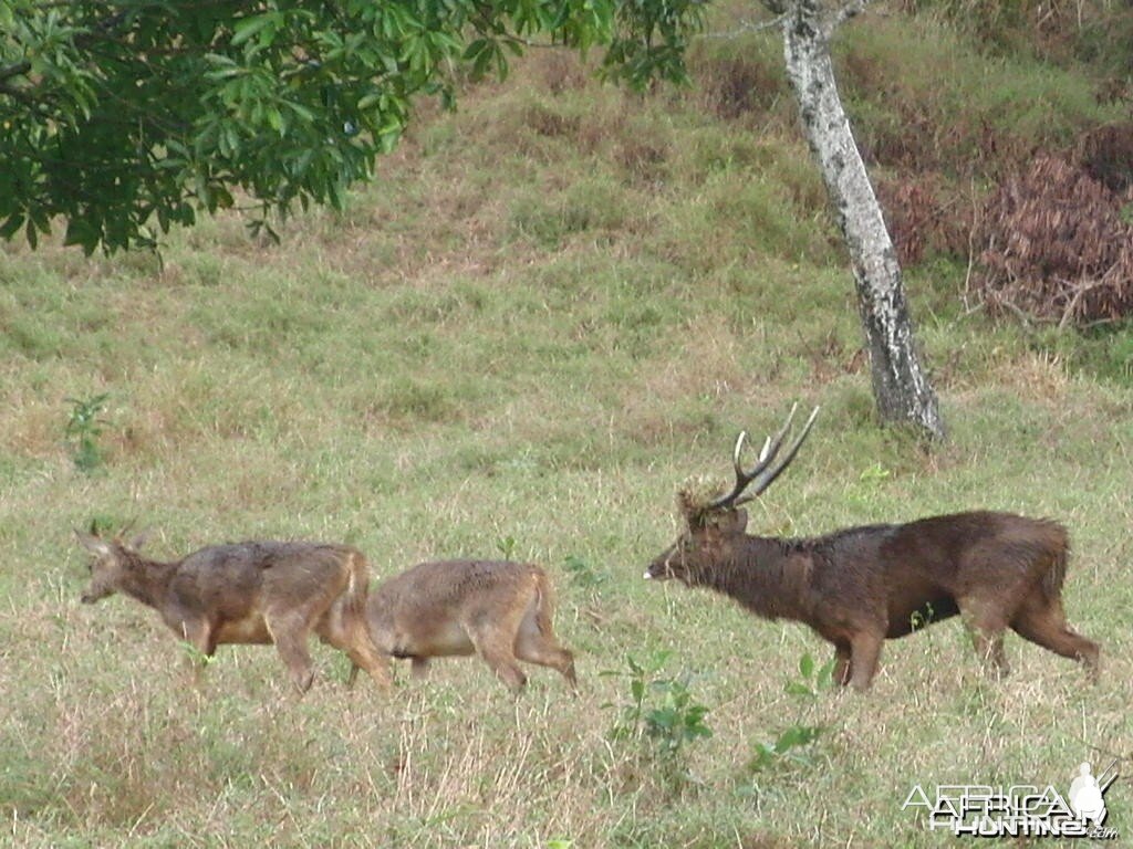 Bowhunting Rusa Deer in Mauritius