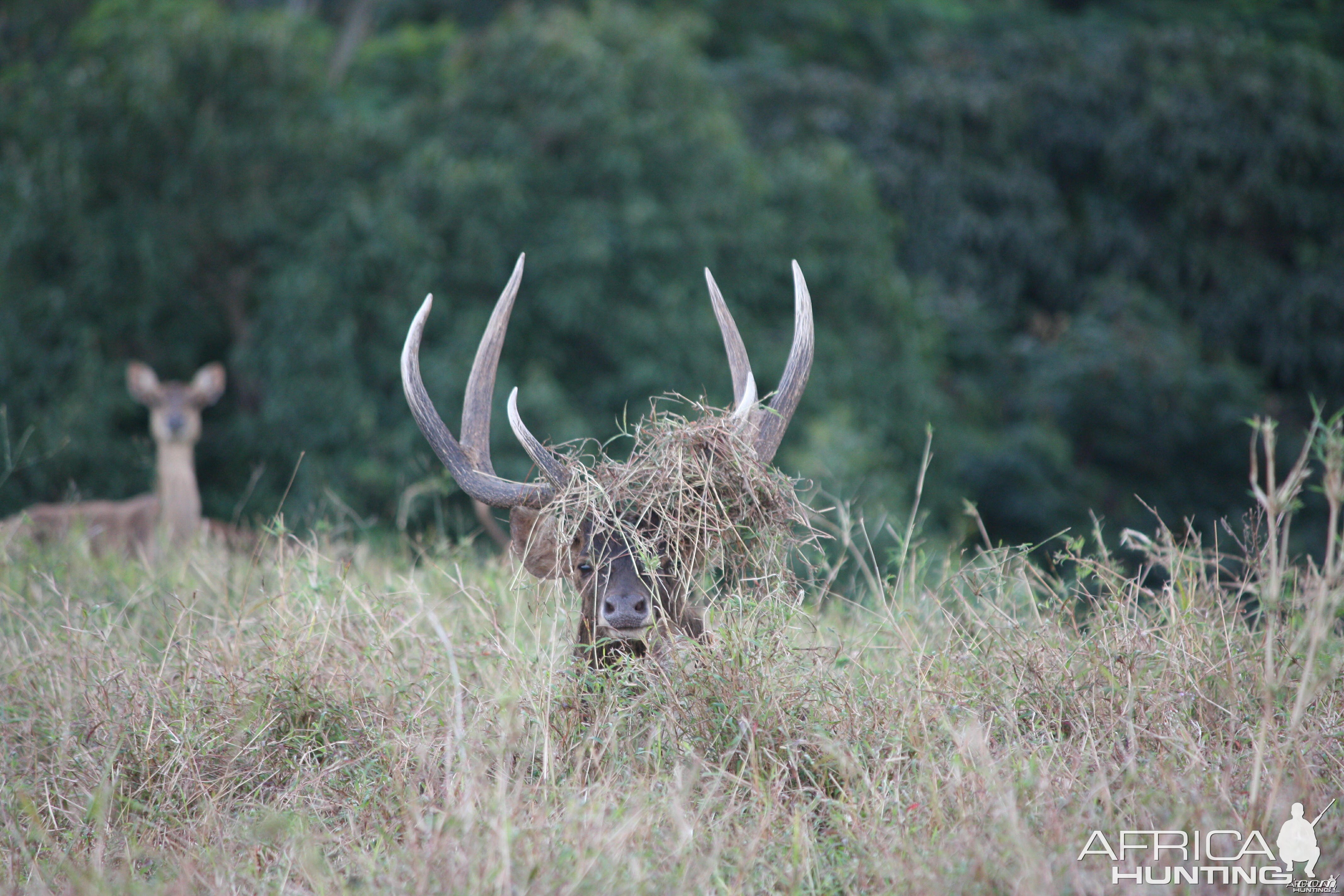 Bowhunting Rusa Deer in Mauritius