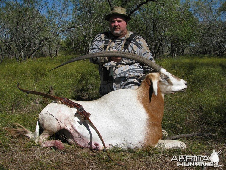 Bowhunting Scimitar Horned Oryx