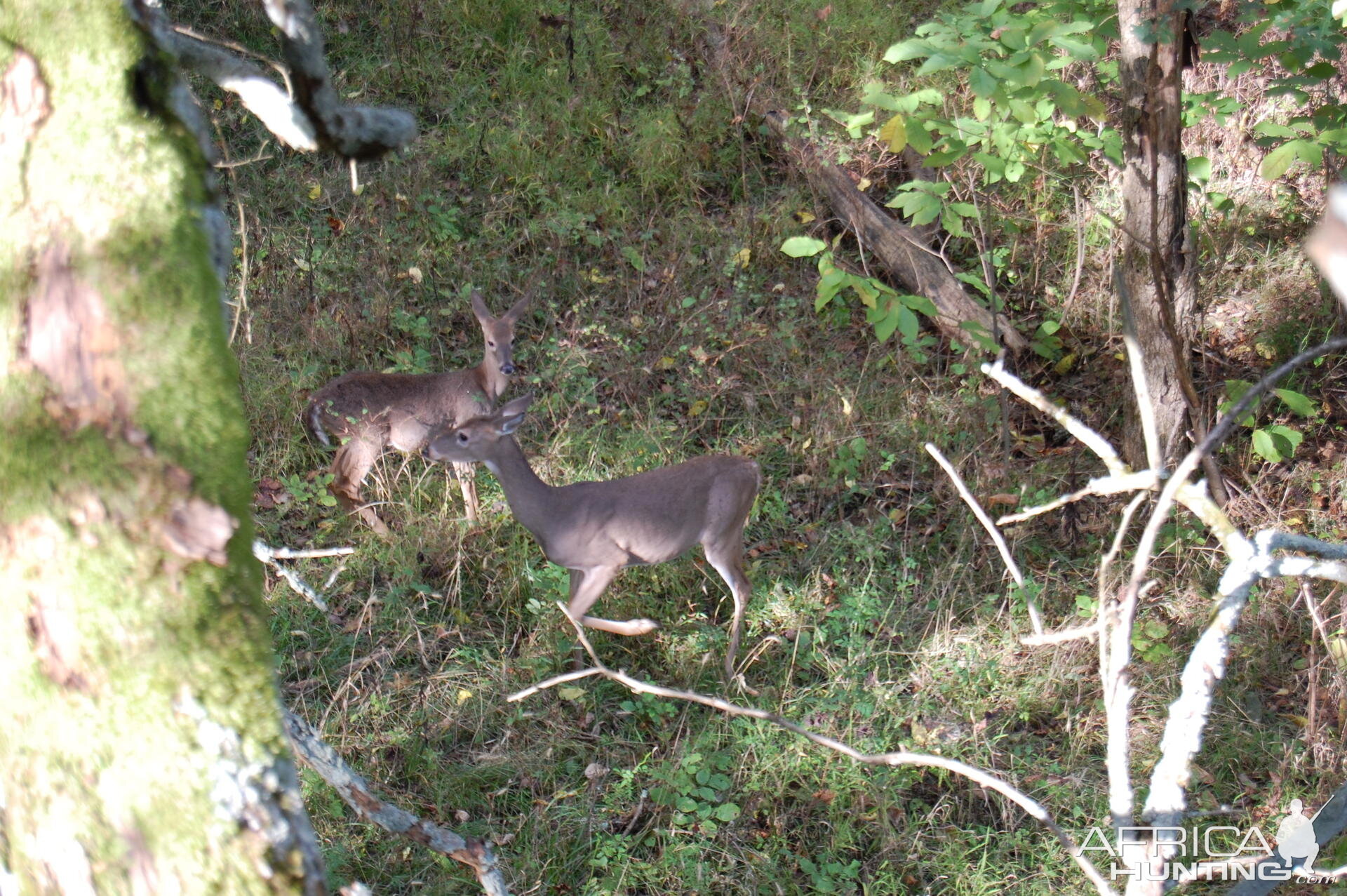 Bowhunting season