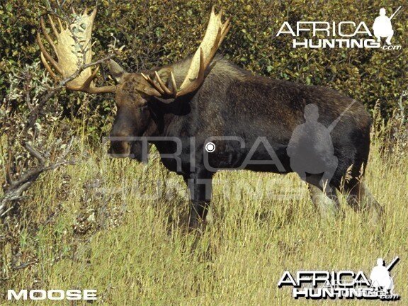 Bowhunting Vitals Moose