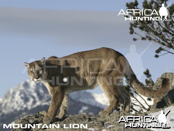 Bowhunting Vitals Mountain Lion