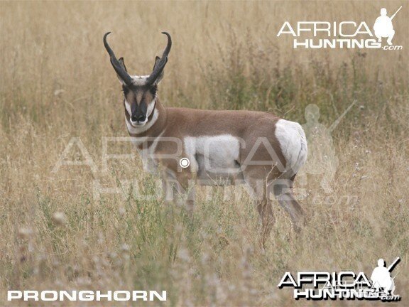 Bowhunting Vitals Pronghorn