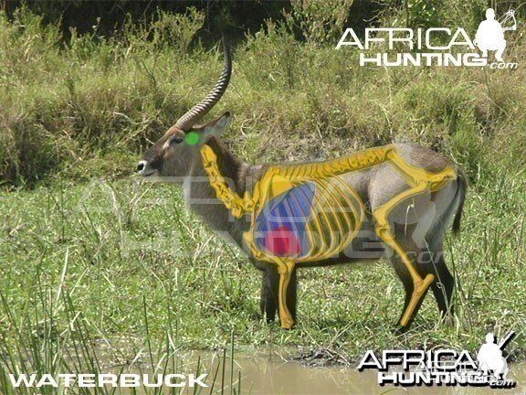 Bowhunting Waterbuck Shot Placement