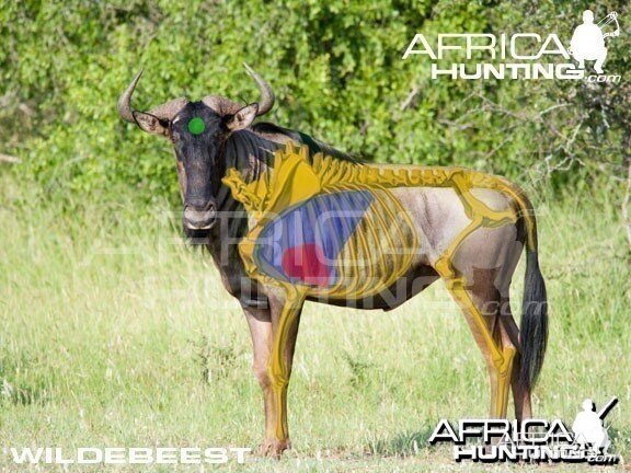 Bowhunting Wildebeest Shot Placement