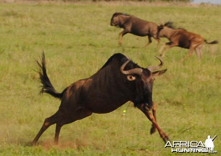 Bowhunting Wildebeest