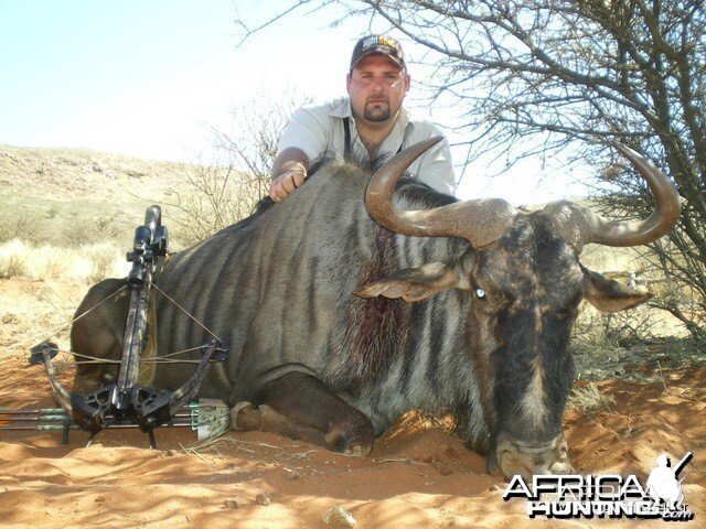 Bowhunting Wildebeest