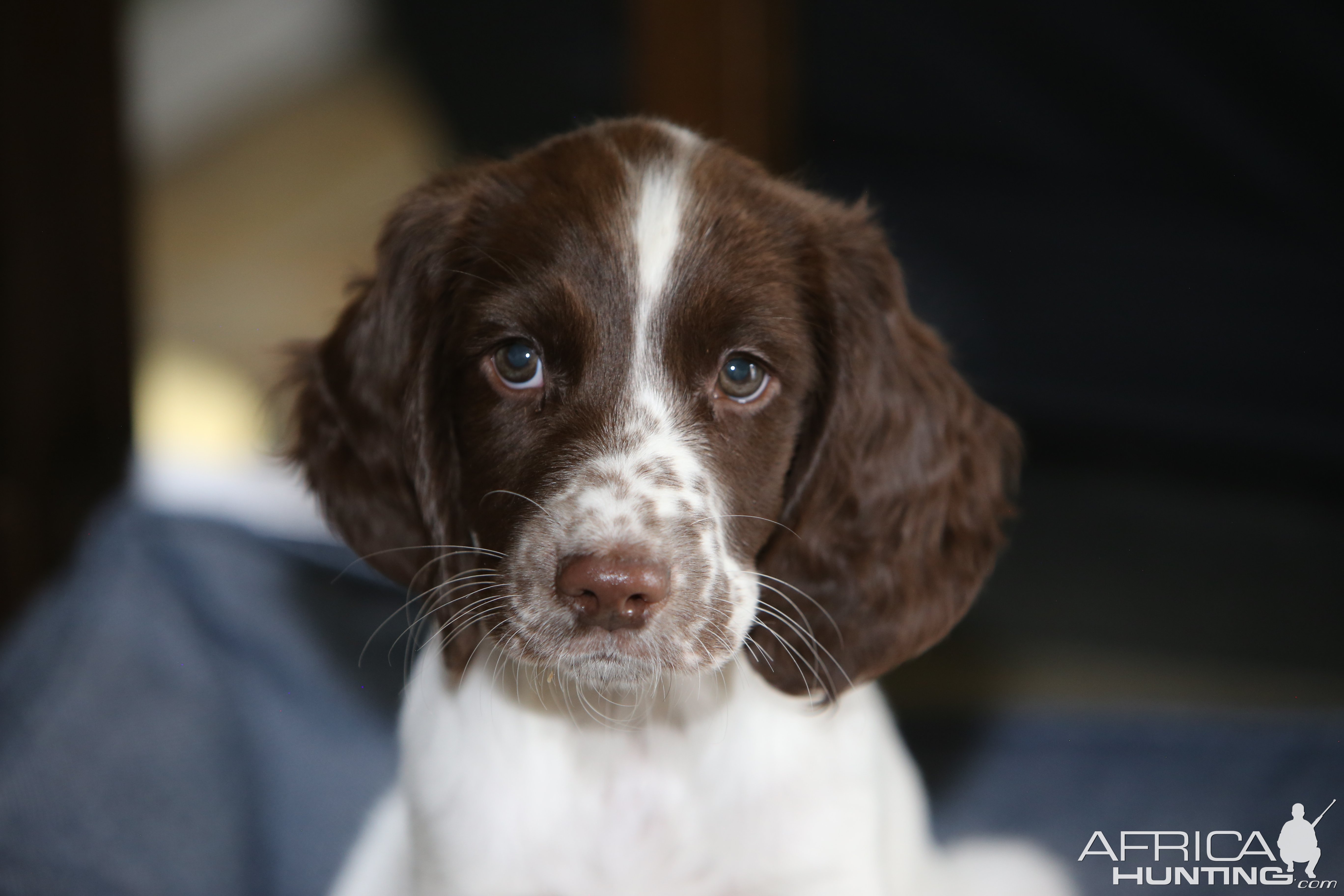 Boykin Spaniel Puppy