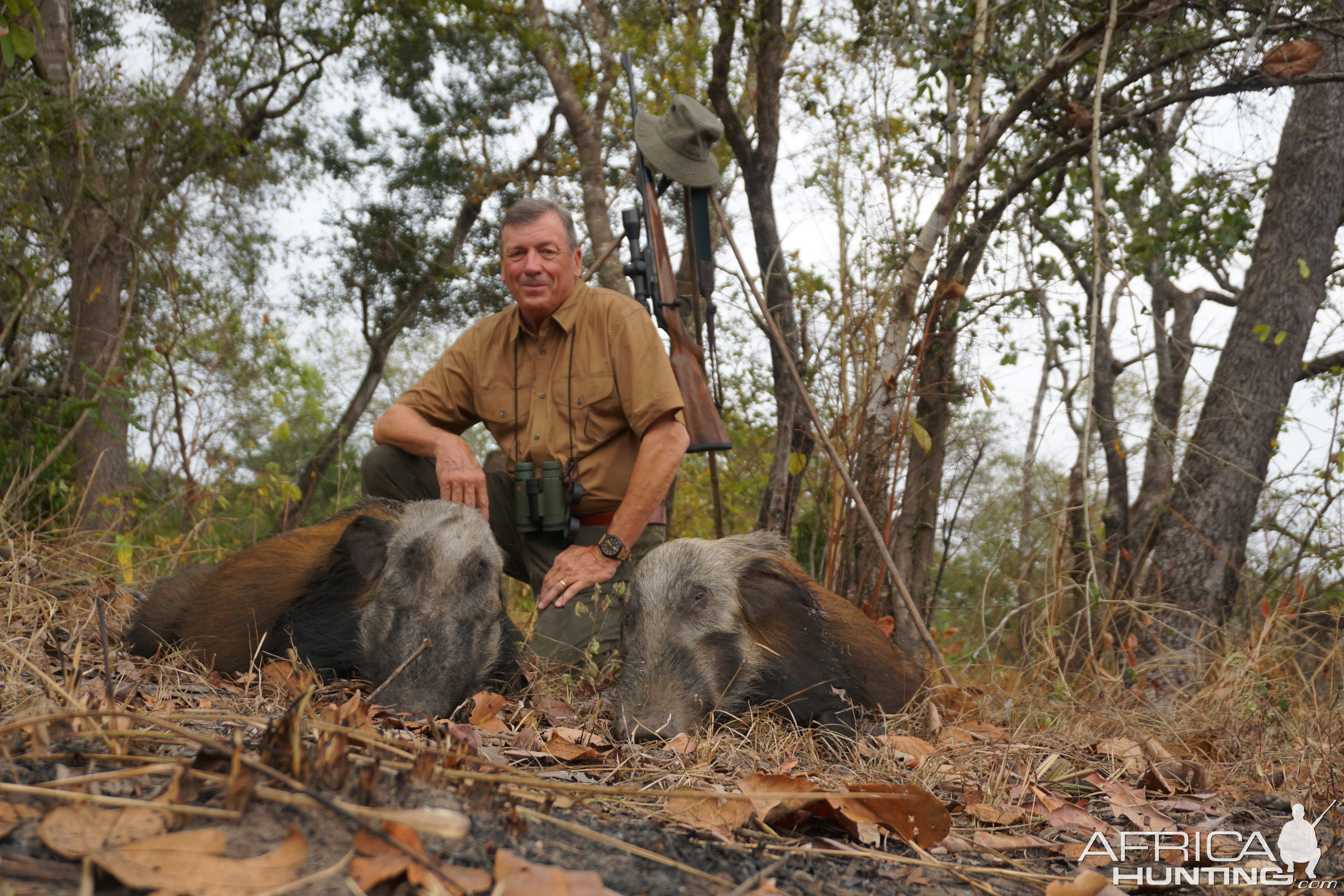 Brace of Mozambique Bush Pigs