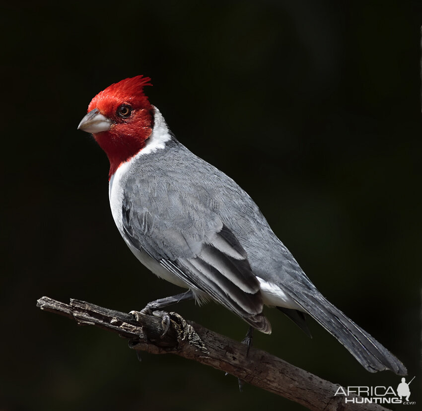 Brazilian Red Head Cardinal