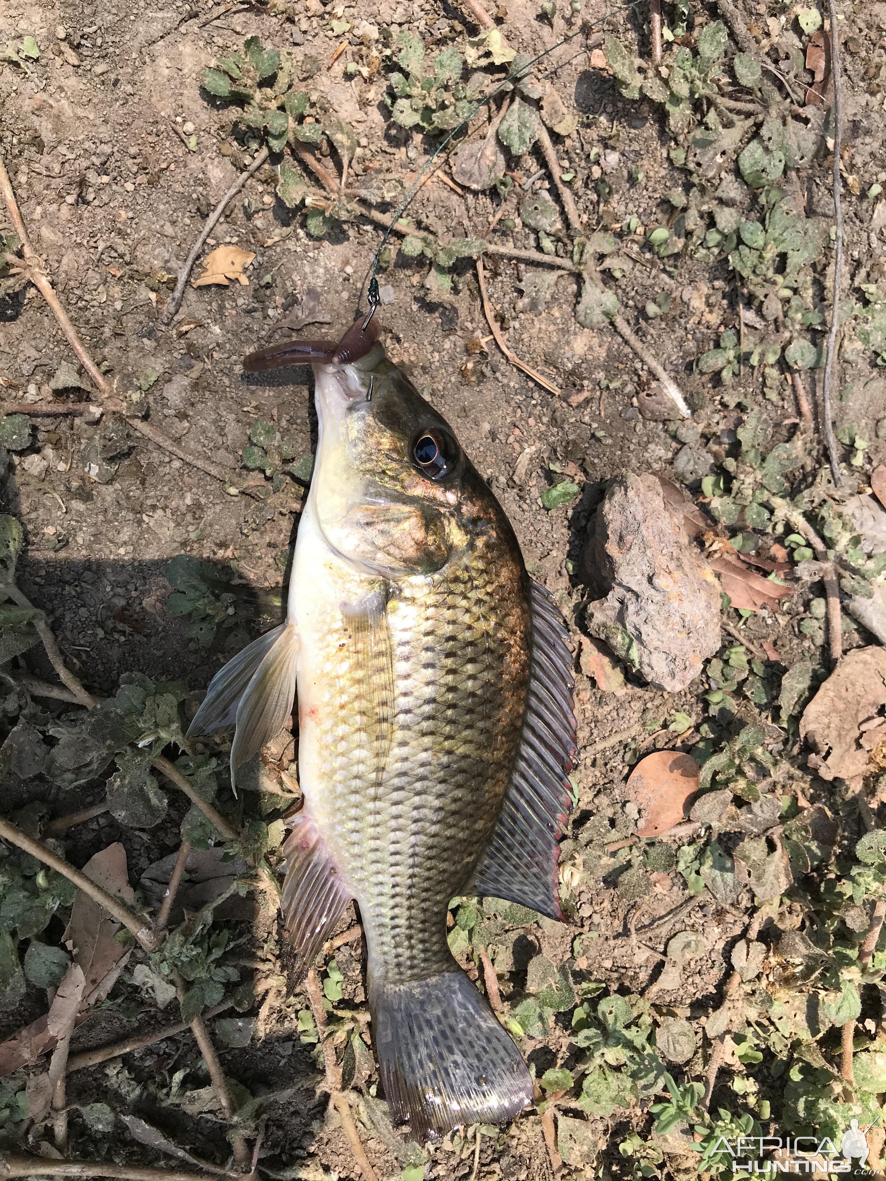 Bream Fishing Zambia