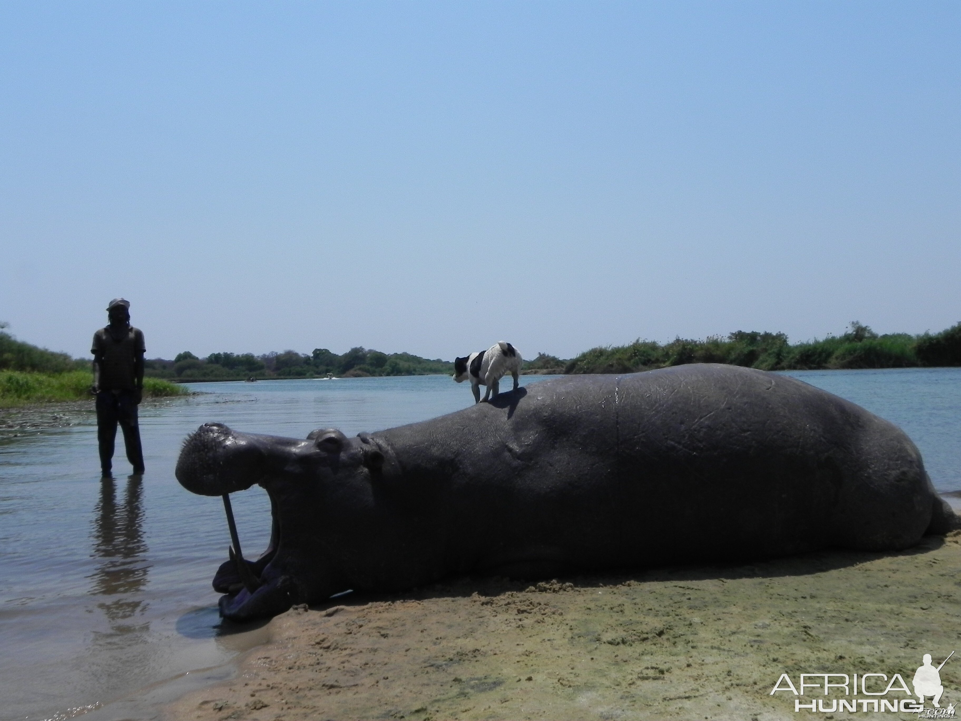 Bringing Hippo on Riverbank Caprivi Namibia