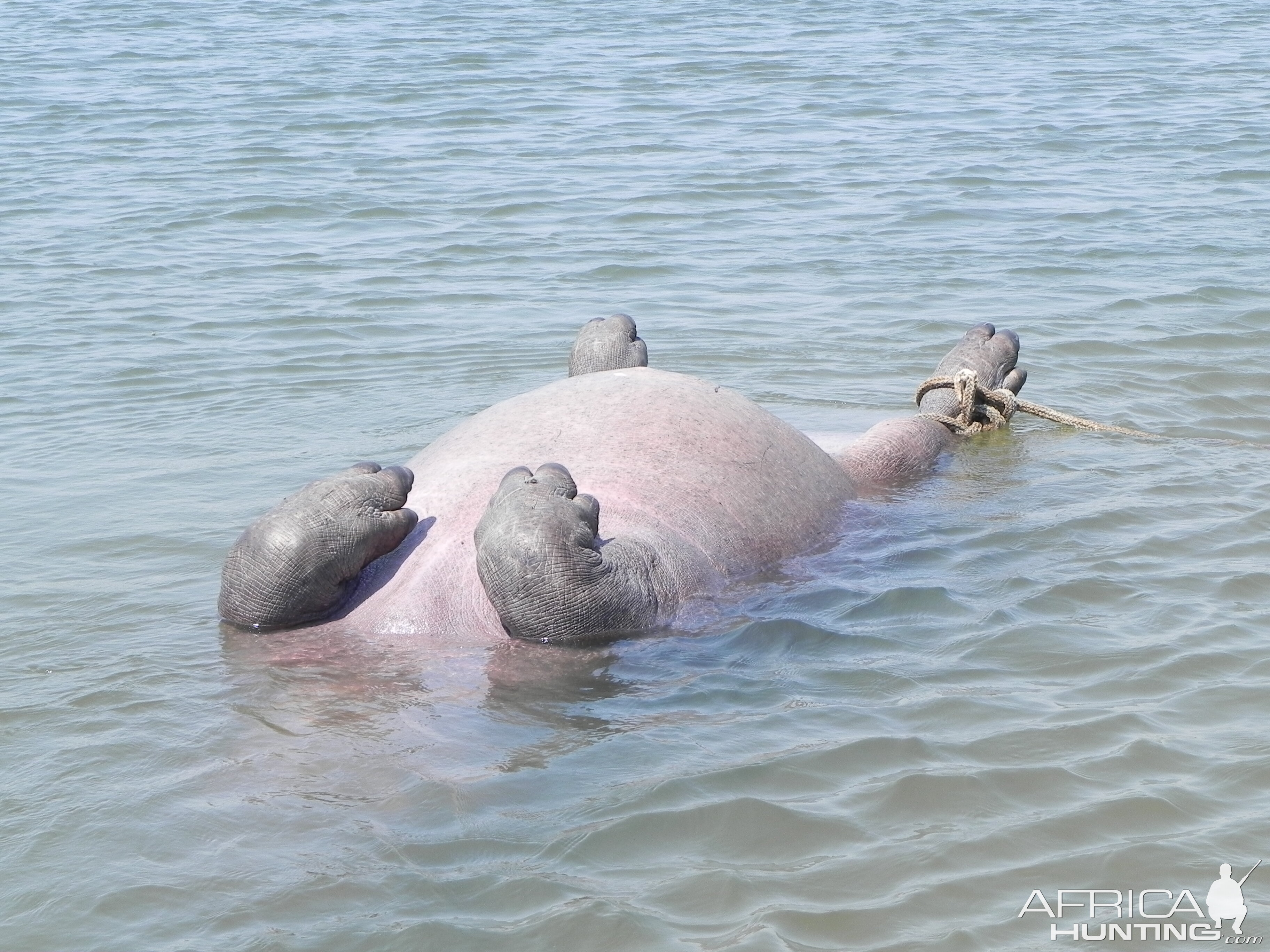 Bringing Hippo on Riverbank Caprivi Namibia