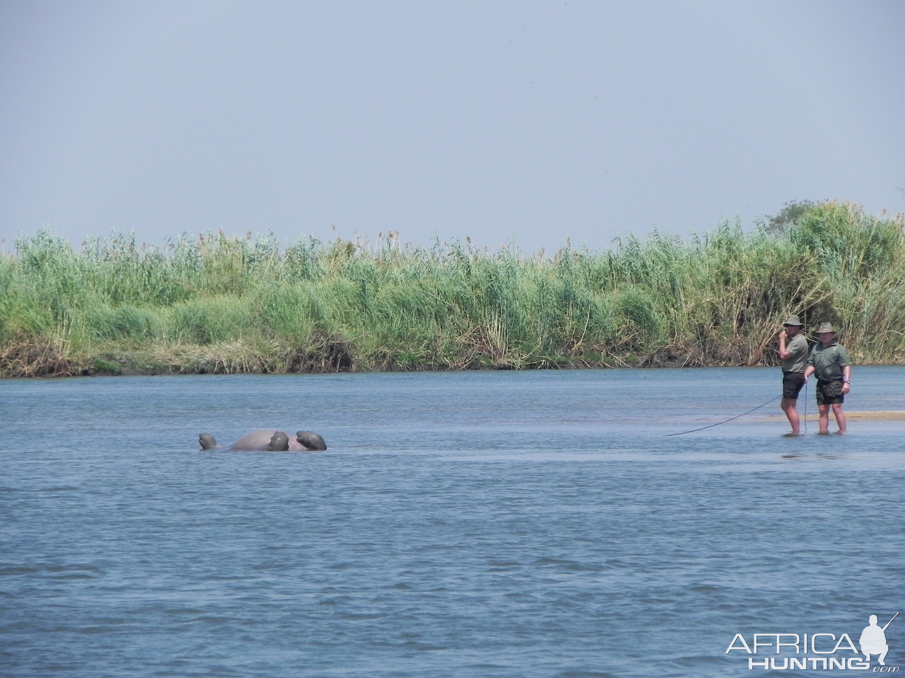 Bringing Hippo on Riverbank Caprivi Namibia