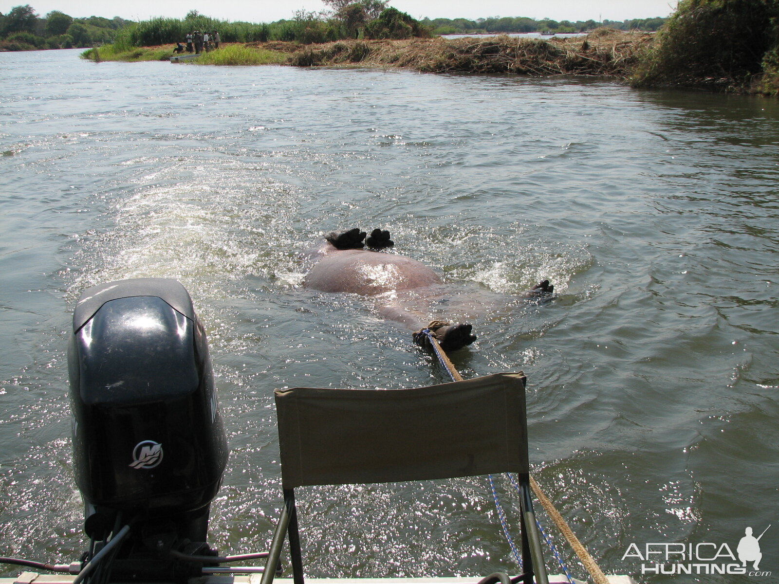 Bringing Hippo on Riverbank Caprivi Namibia