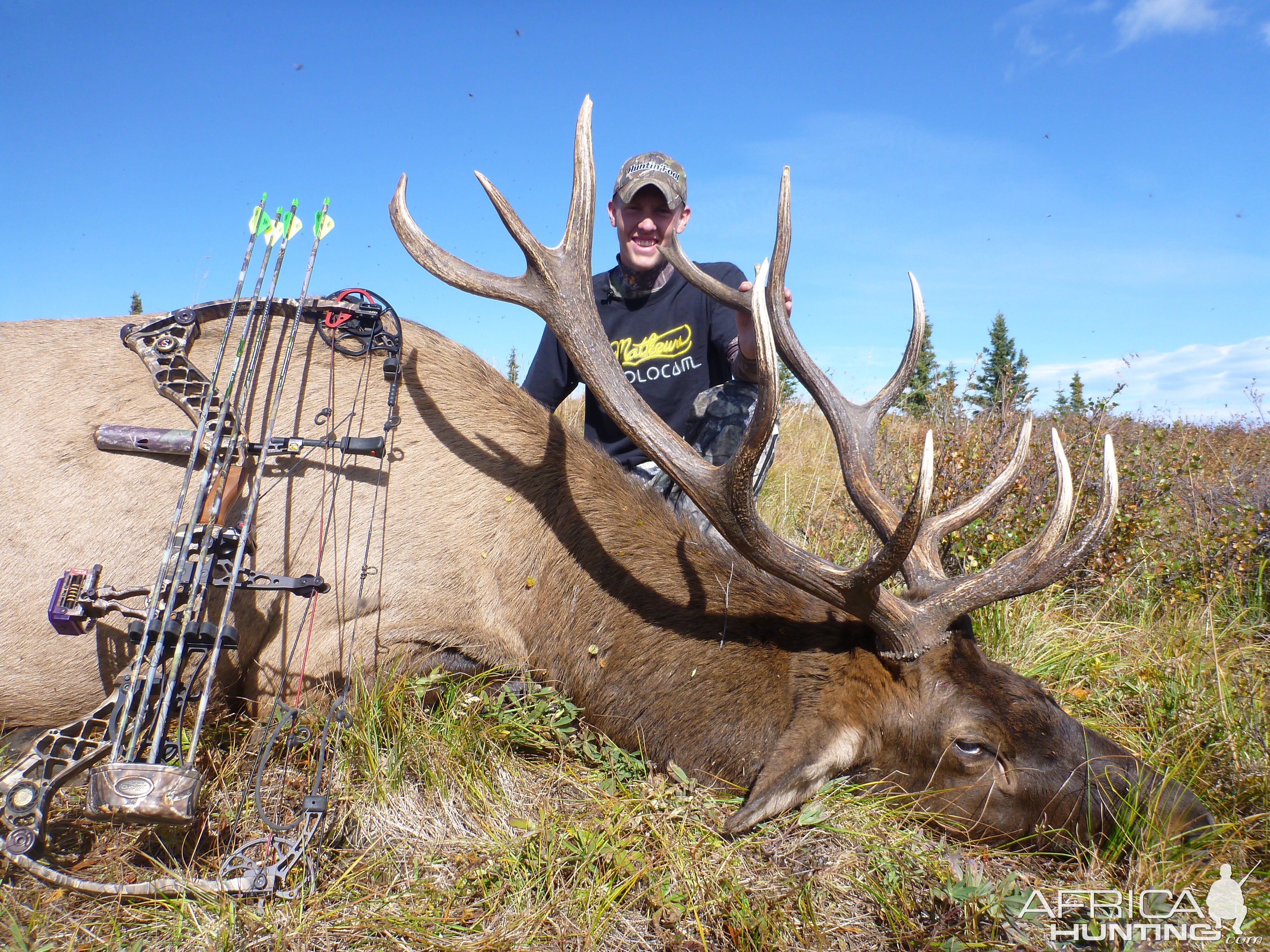 British Columbia Elk