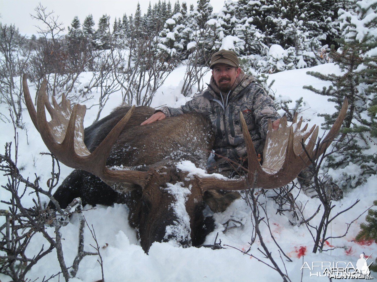 British Columbia Moose Hunt