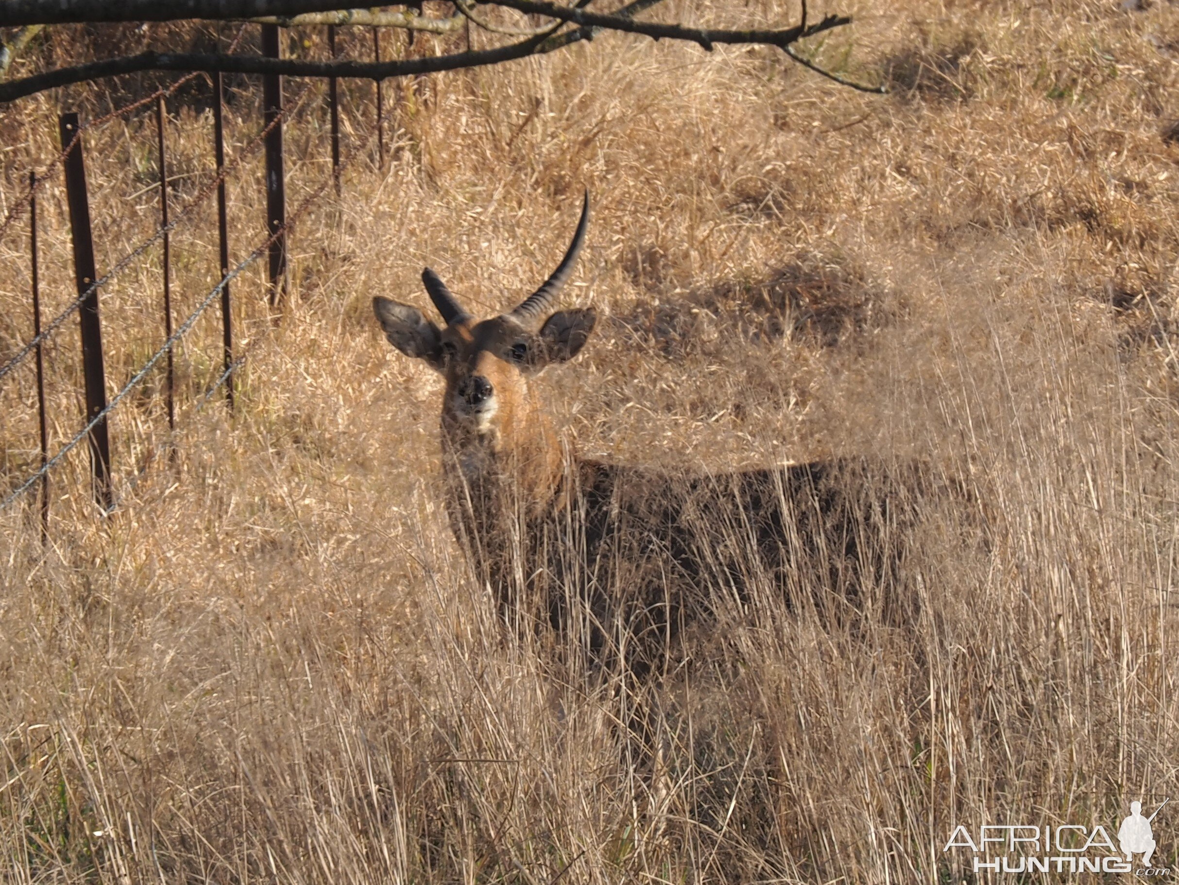 Broken Horn Reedbuck South Africa