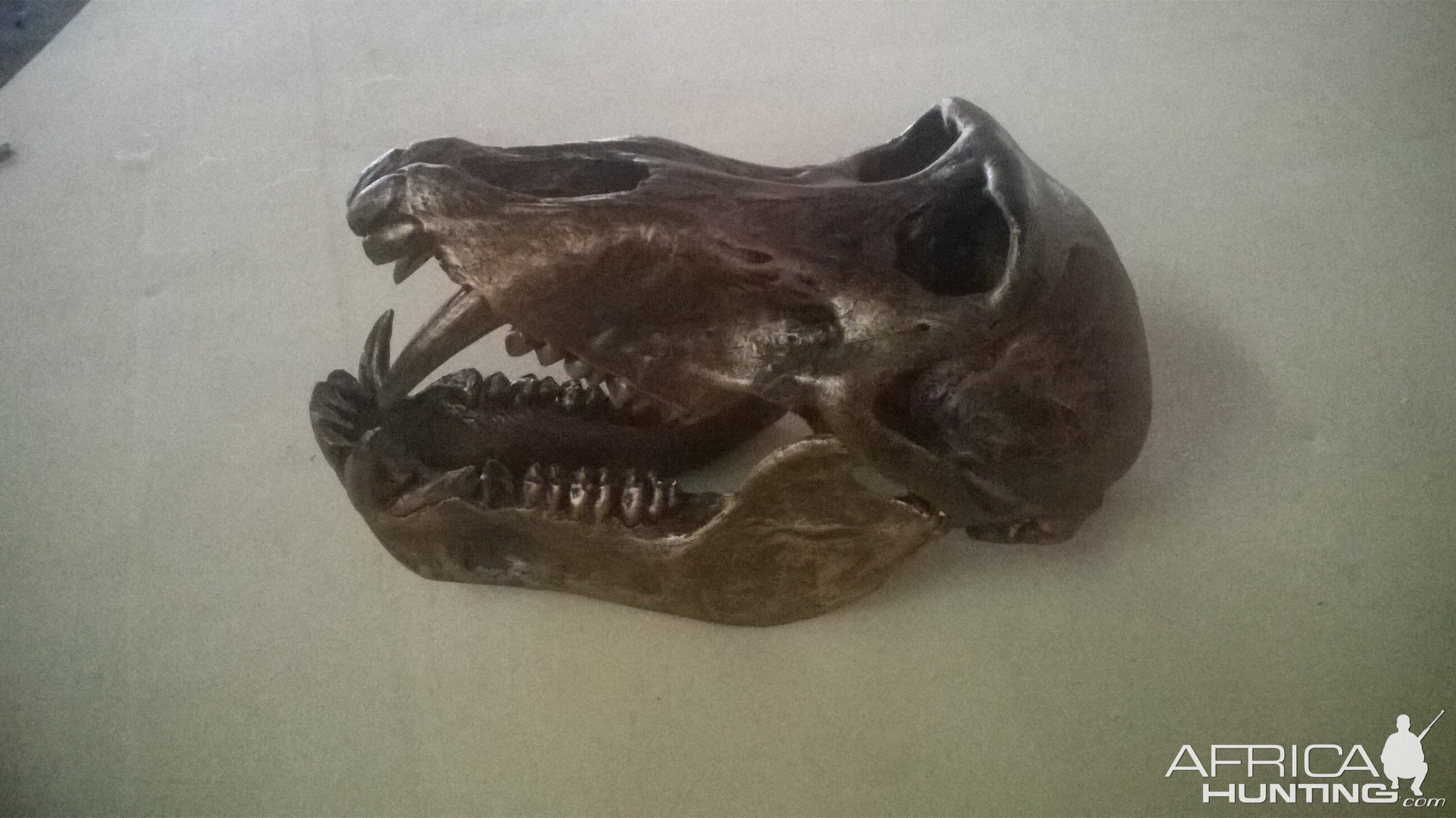 Bronzed Baboon Skull Mount Taxidermy