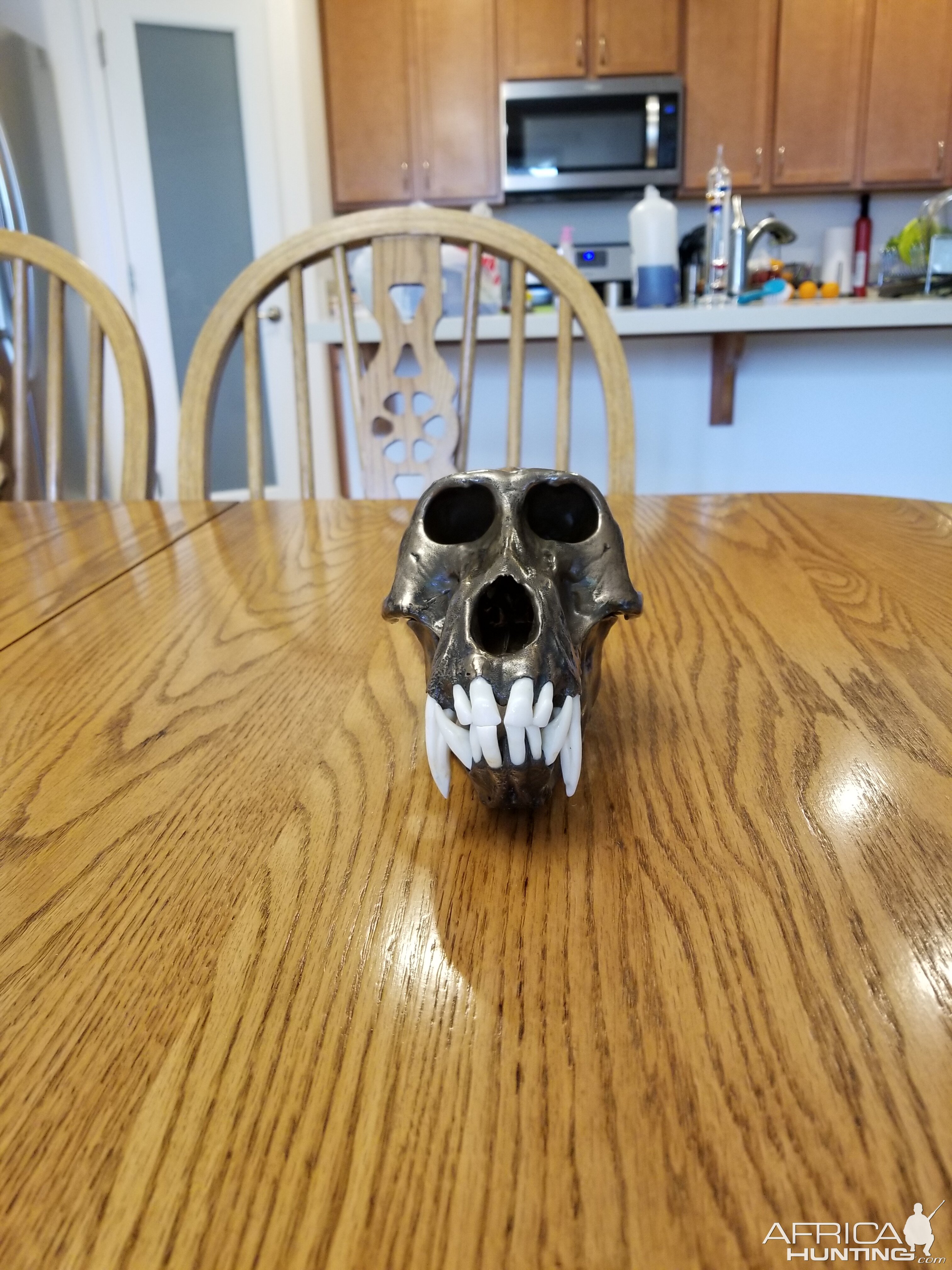 Bronzed Yellow Baboon Skull Taxidermy