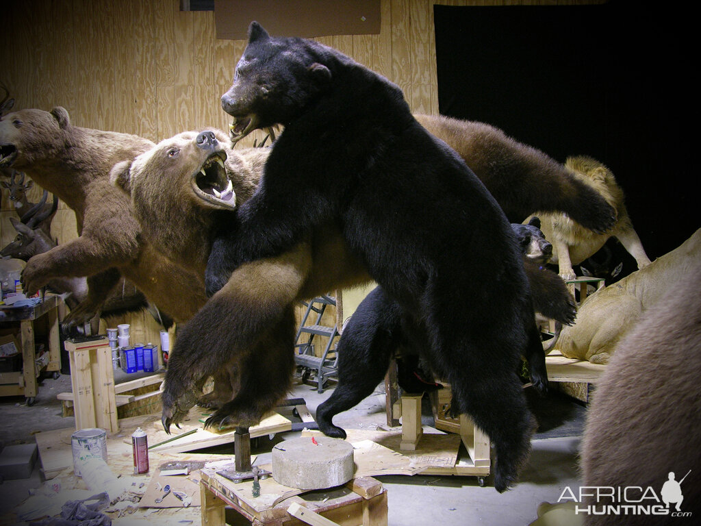 Brown Bear & Black Bear Full Mount Taxidermy