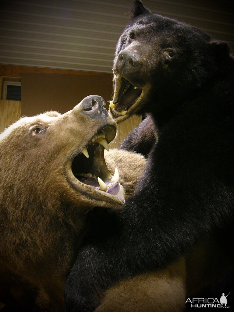 Brown Bear & Black Bear Full Mount Taxidermy