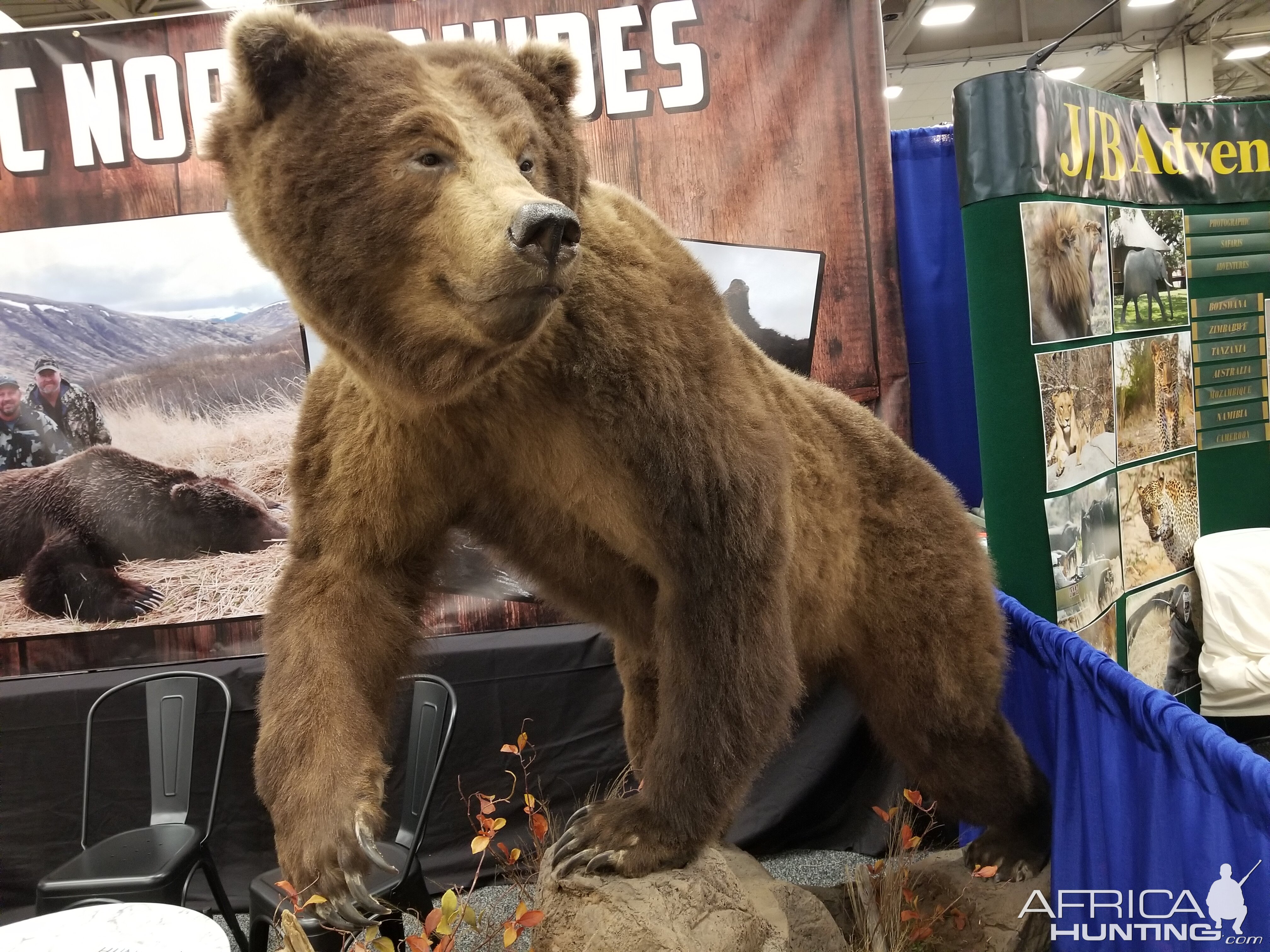 Brown Bear Full Mount Taxidermy at Dallas Safari Club (DSC) Convention 2020