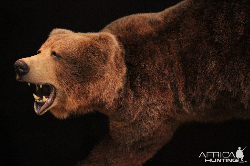 Brown Bear Full Mount Taxidermy Mount