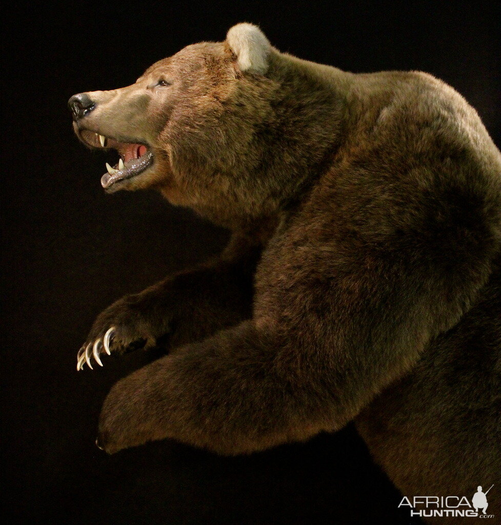 Brown Bear Full Mount Taxidermy Mount