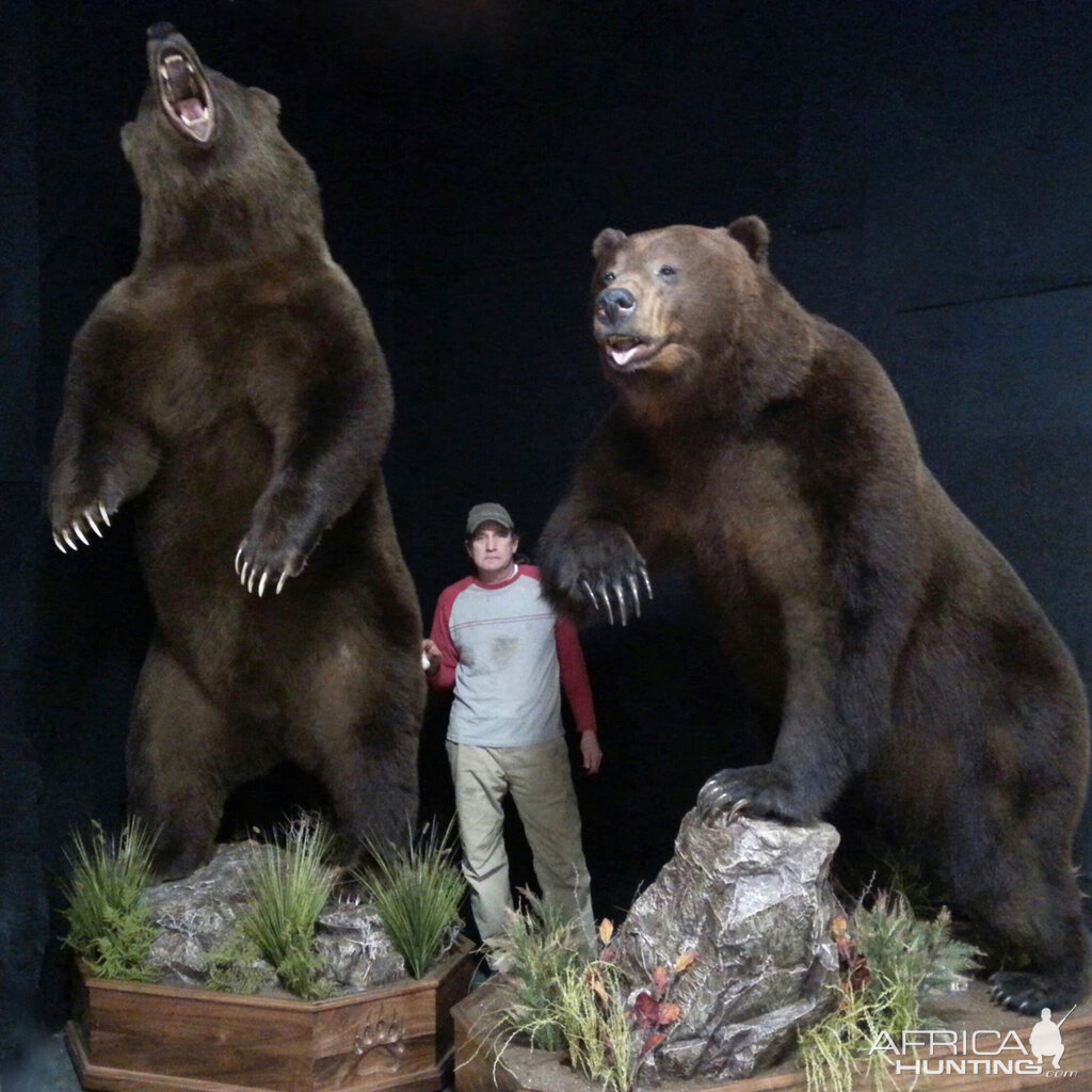 Brown Bear Full Mount Taxidermy