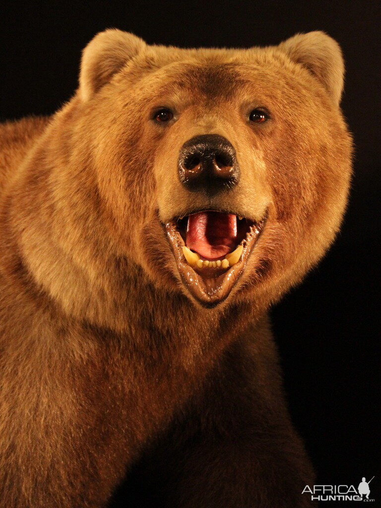 Brown Bear Full Mount Taxidermy