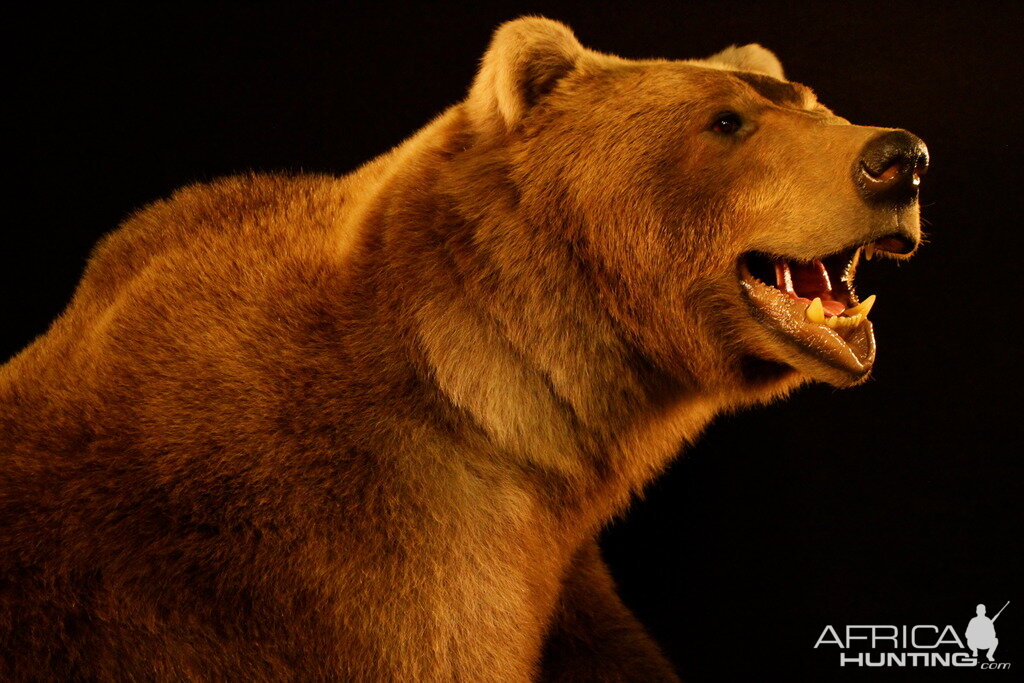 Brown Bear Full Mount Taxidermy