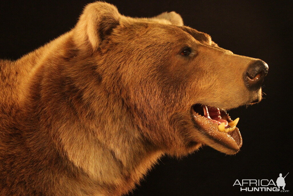 Brown Bear Full Mount Taxidermy