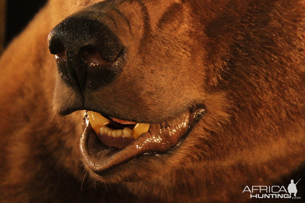 Brown Bear Full Mount Taxidermy