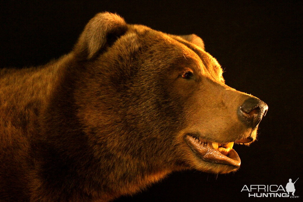 Brown Bear Full Mount Taxidermy