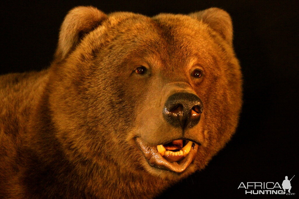 Brown Bear Full Mount Taxidermy