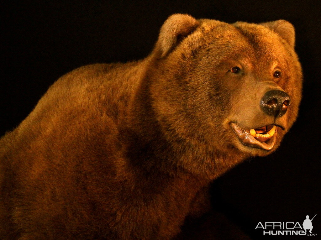 Brown Bear Full Mount Taxidermy